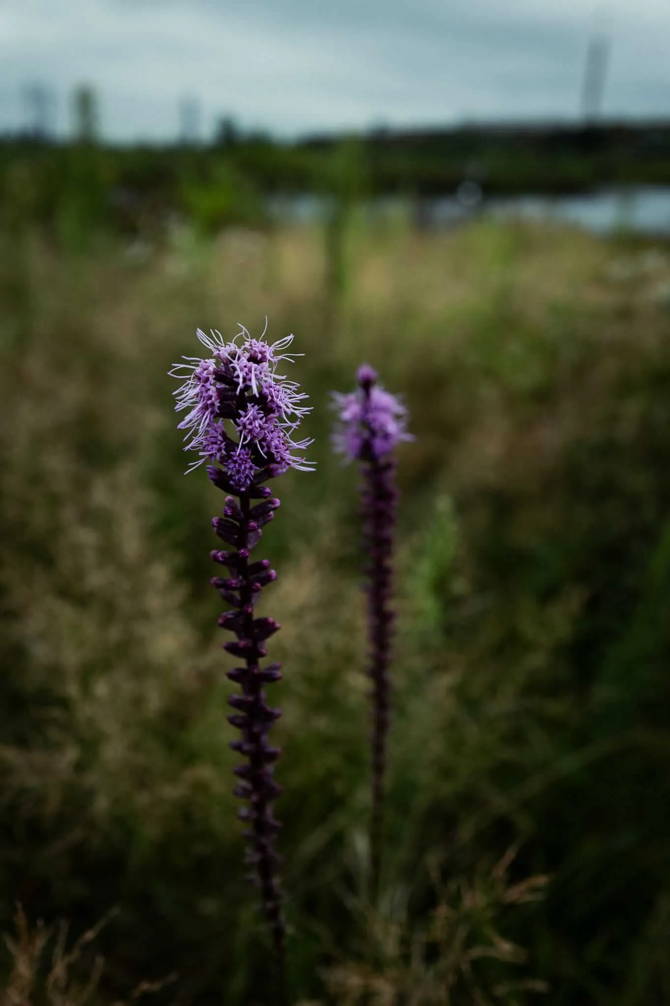 Two tall Liatris spicata wildflowers with fuzzy purple blooms rising above a blurred meadow backdrop under an overcast sky, with shallow depth of field highlighting the foreground spike