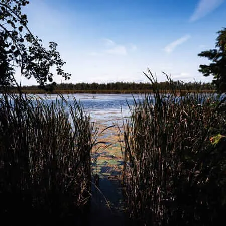A view through dense cattail reeds and silhouetted trees revealing a calm, lily-pad-covered wetland lake under a bright blue sky with wispy clouds, forest visible on the far shore.