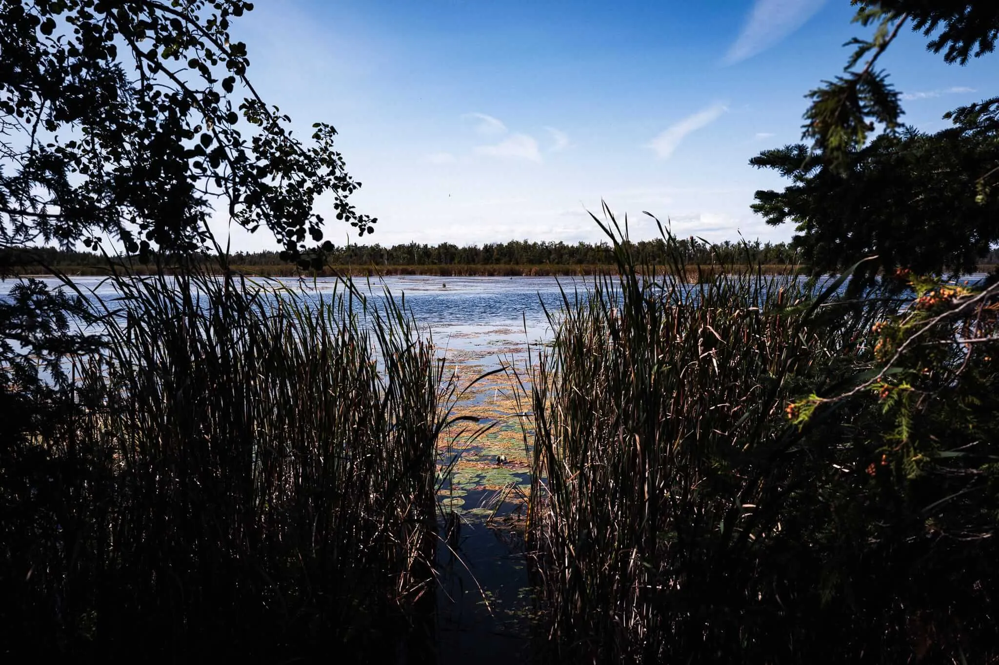 A view through dense cattail reeds and silhouetted trees revealing a calm, lily-pad-covered wetland lake under a bright blue sky with wispy clouds, forest visible on the far shore.