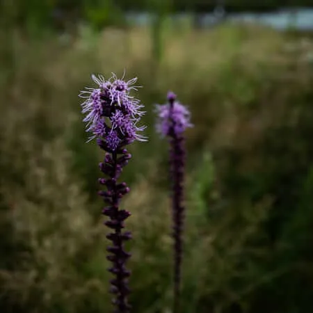 Two tall Liatris spicata wildflowers with fuzzy purple blooms rising above a blurred meadow backdrop under an overcast sky, with shallow depth of field highlighting the foreground spike