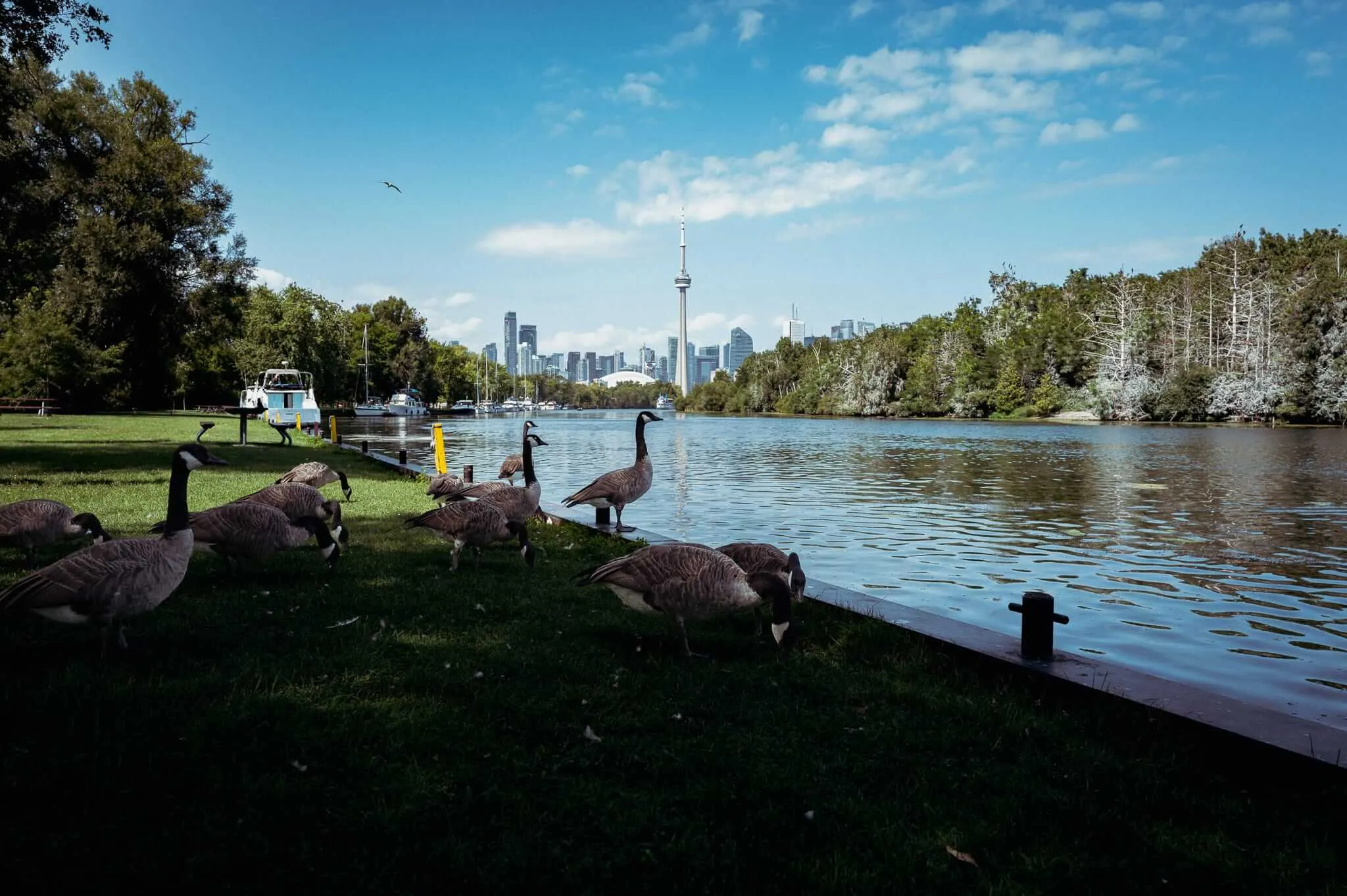 A flock of Canada geese grazing and standing along a wooden dock beside a calm lagoon channel, with the Toronto skyline and CN Tower visible in the background under a blue sky with scattered clouds, framed by lush green trees on either side.