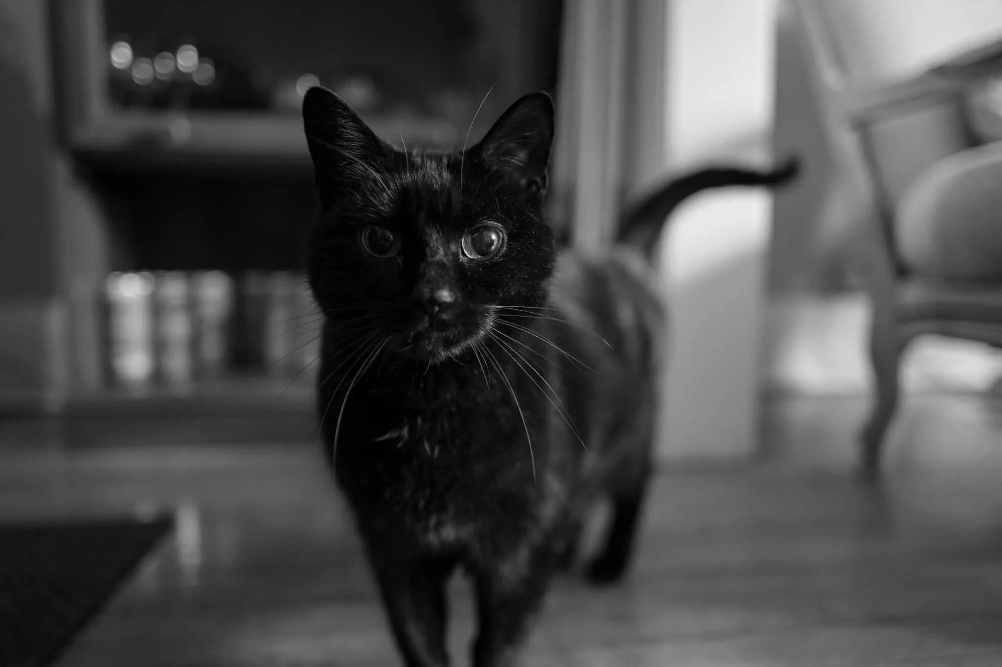 A black and white portrait of a young black kitten sitting on a wooden floor, gazing directly at the camera with bright, alert eyes. The kitten appears is positioned in front of blurred furniture including what looks like a chair, creating an intimate domestic scene with soft lighting.