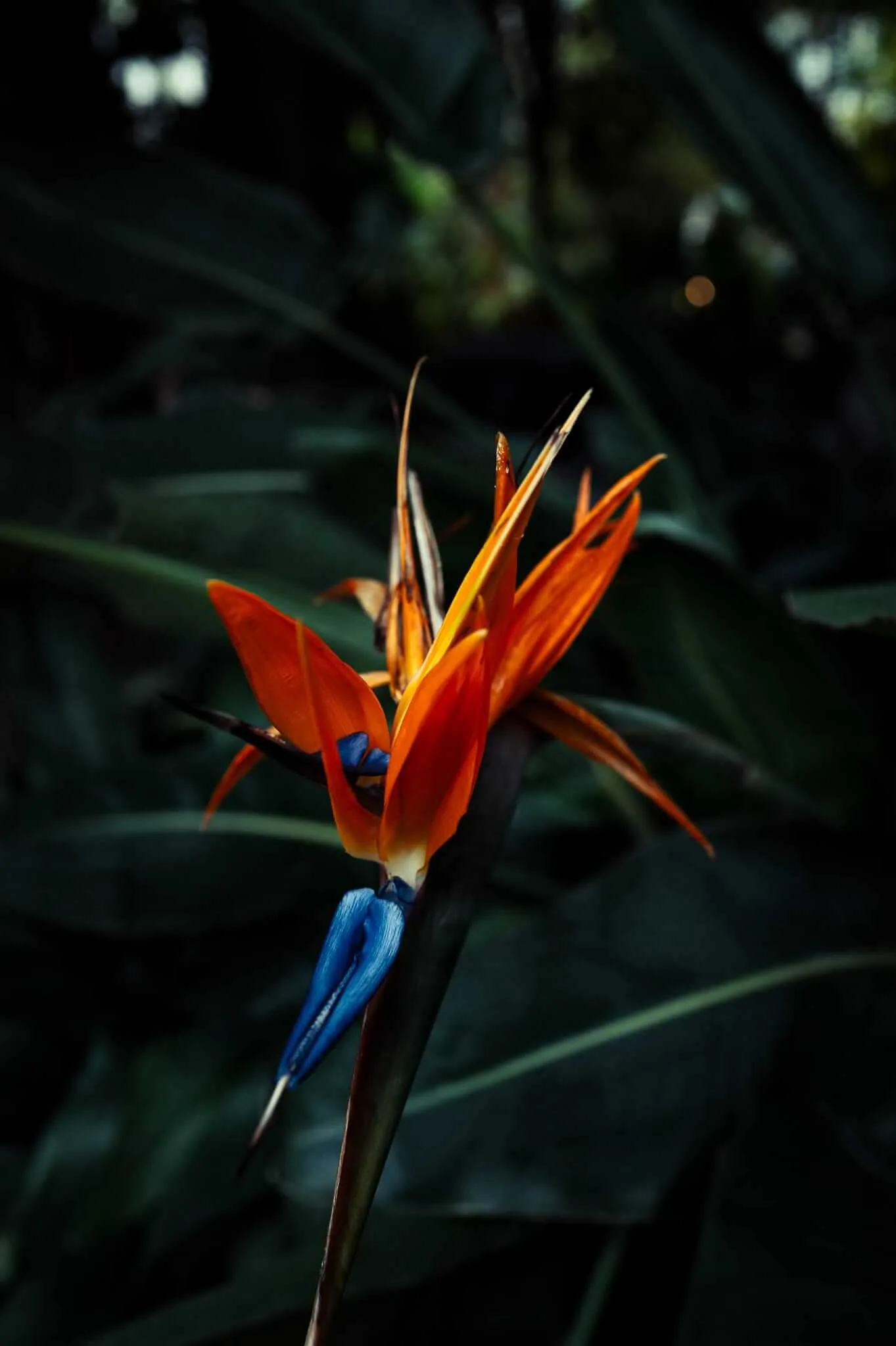 A striking Bird of Paradise flower in full bloom, featuring vibrant orange and red petals with bright blue accents, photographed against a soft-focused dark green foliage background