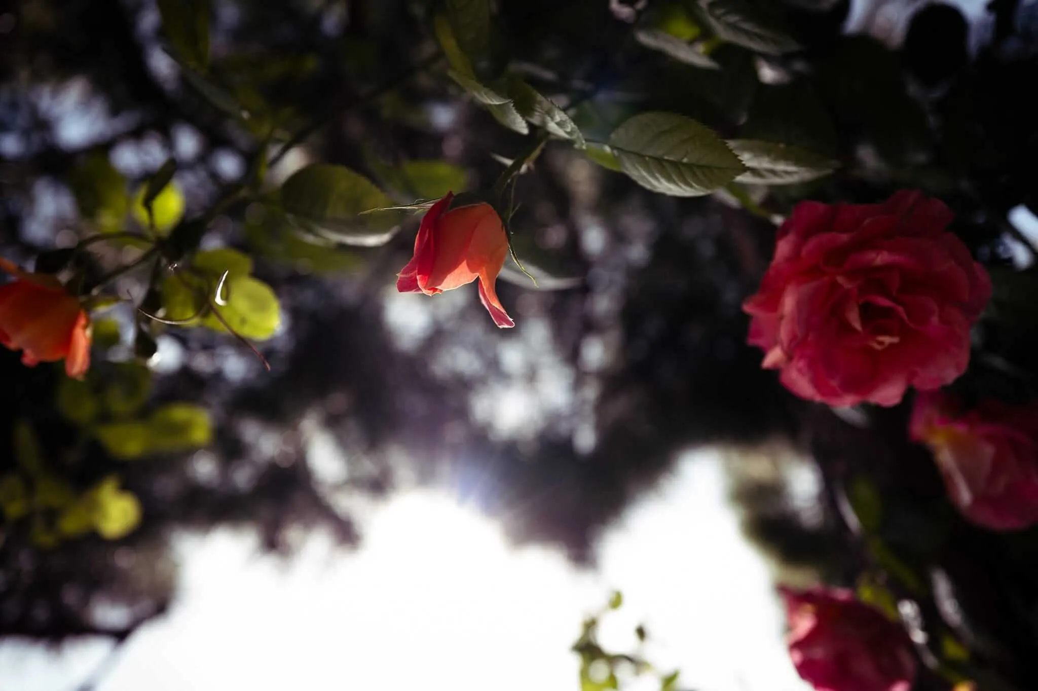 An upward-looking close-up photograph of red roses and buds on a climbing rose bush, shot from below against a softly bokeh-blurred background of tree canopy and bright sky, with dramatic backlighting illuminating the petals.