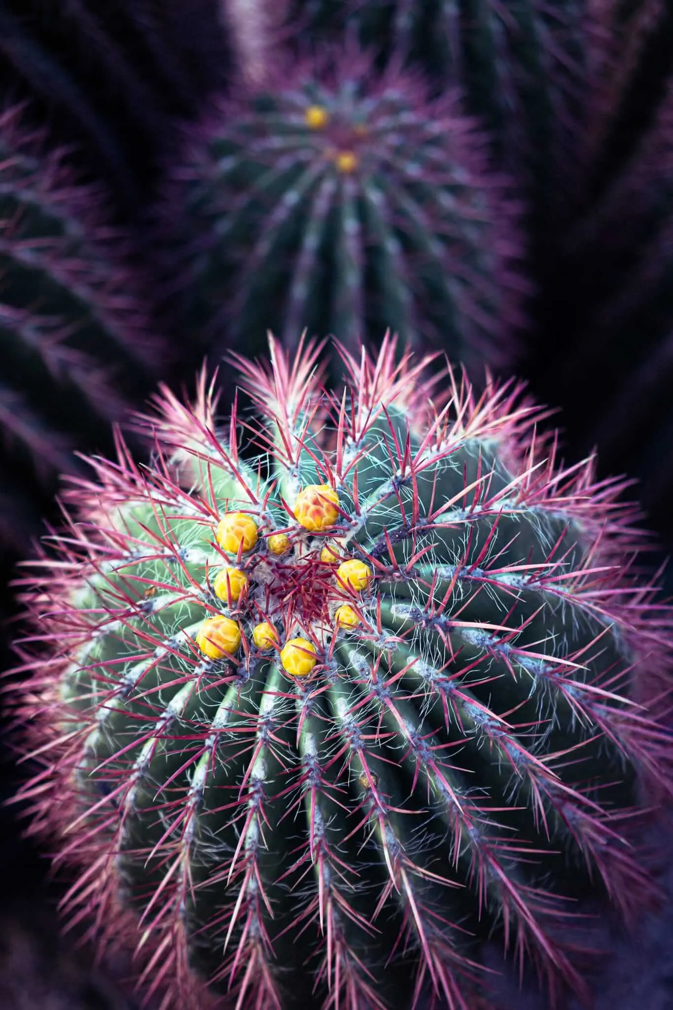 Close-up macro photograph of a barrel cactus viewed from above, showing vivid magenta-red spines radiating outward and a cluster of small yellow flower buds at the center, with additional blurred cacti in the background