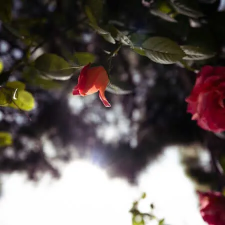 An upward-looking close-up photograph of red roses and buds on a climbing rose bush, shot from below against a softly bokeh-blurred background of tree canopy and bright sky, with dramatic backlighting illuminating the petals.
