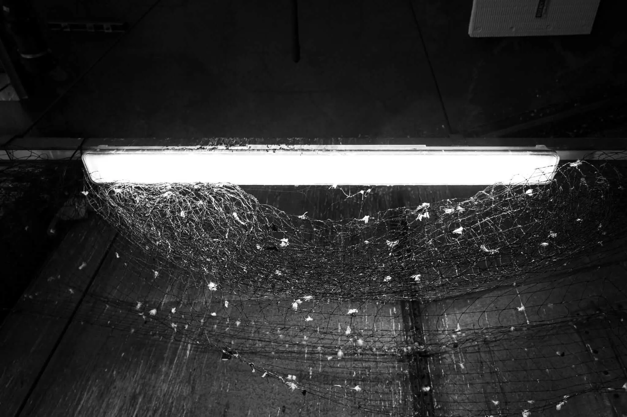 Black and white photograph showing an intricate mesh web covering a light, with dense feathers creating complex patterns against bright light streaming through the opening