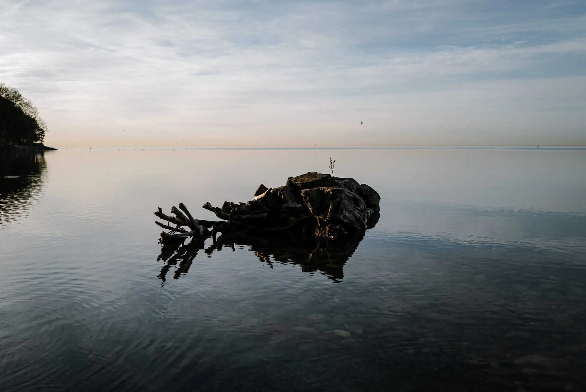 A weathered tree trunk remains partially submerged in calm, reflective water under an overcast sky. The deteriorating wooden structure creates dark silhouettes against the peaceful lake or sea, with trees visible on the distant shoreline and birds flying in the cloudy sky above.